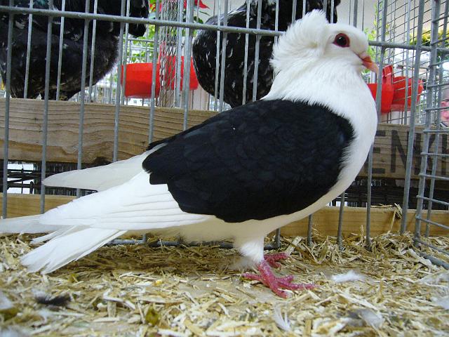 Sueddeutsche Schildtaube schwarz.jpg - Süddeutsche Schildtaube schwarz von Antonius Figgemeier Preis V 97 KVE, 2009